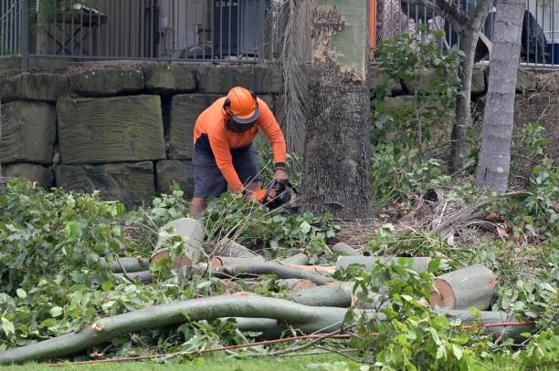 How Our Tree Care Process Works  in  Penrose, CO